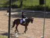 dressage horse Matino 2 (Westphalian, 2003, from Medici)