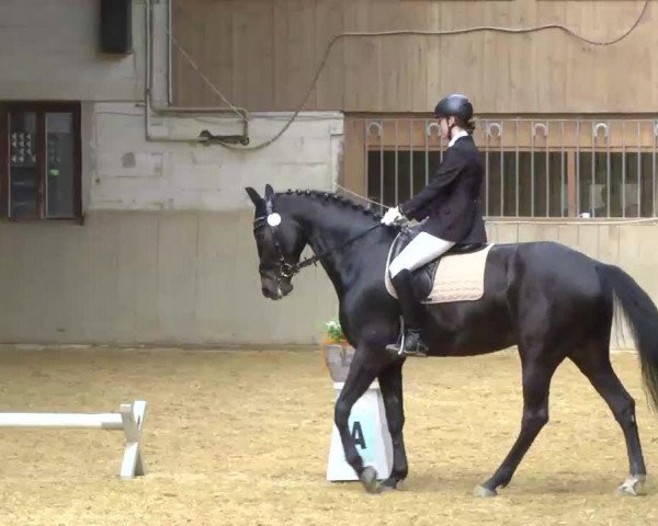 dressage horse Toronto's Boy (Hanoverian, 2007, from Toronto)