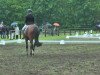 dressage horse Bella Bientje (Westphalian, 2008, from Biasini)