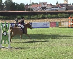 jumper Cyrano 158 (Shagya Arabian, 2000, from Cherubino)