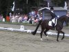 dressage horse Diandro 3 (Oldenburg, 2009, from De Niro)