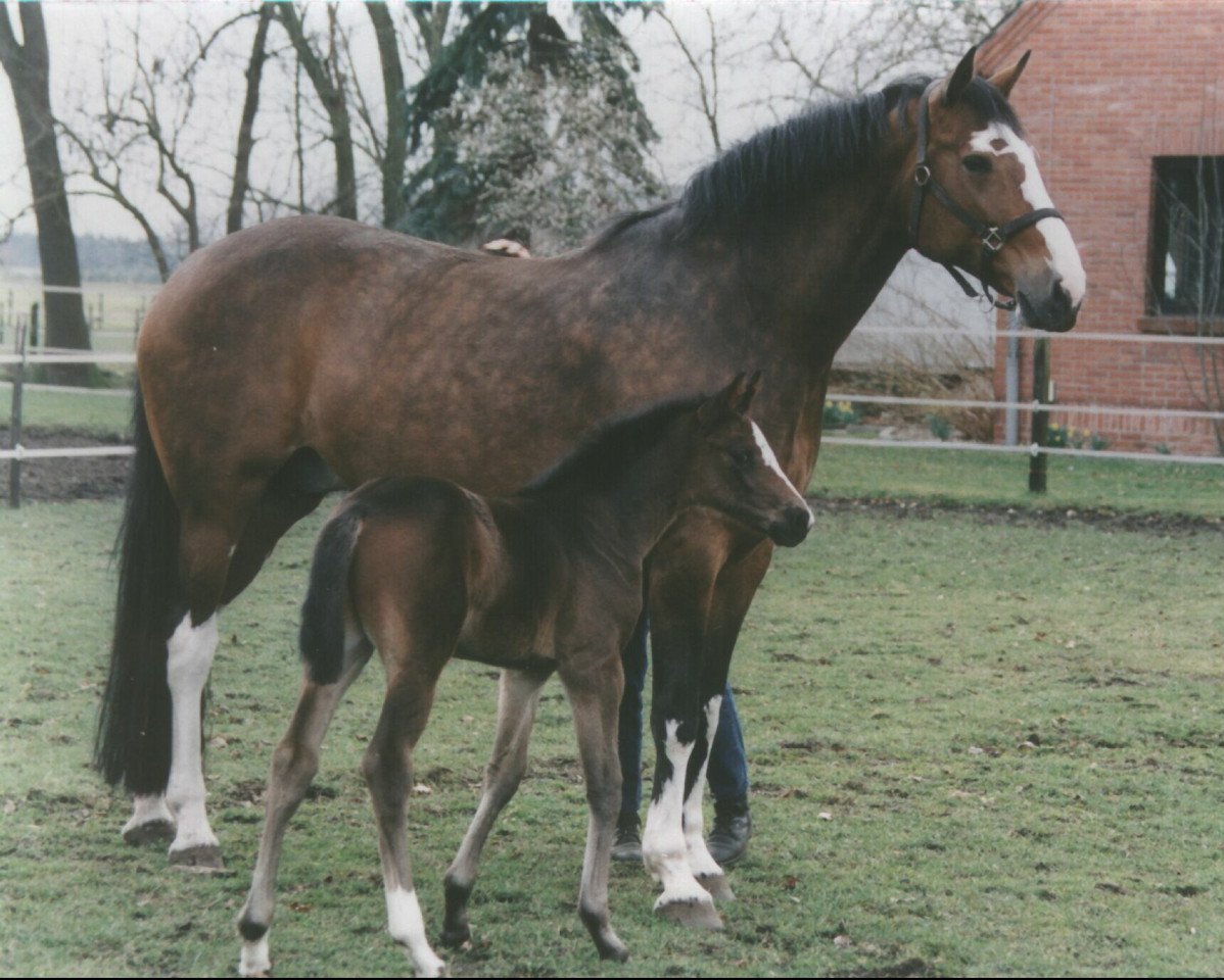 broodmare Giulia (Holsteiner, 1992, from Coriolan)