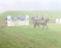 jumper Henna H (German Riding Pony, 2008, from Hilkens Black Delight)