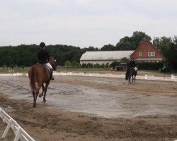 dressage horse Fino Royal 2 (Hanoverian, 2006, from Fürst Heinrich)