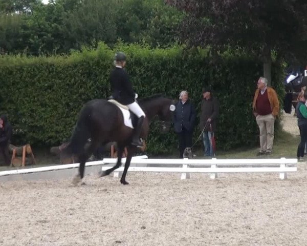 dressage horse Donna Lobella K (Hanoverian, 2008, from Don Frederico)