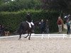 dressage horse Donna Lobella K (Hanoverian, 2008, from Don Frederico)