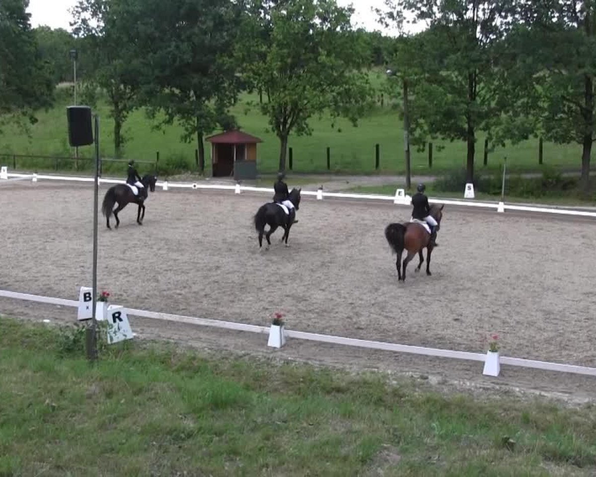 jumper Connor Contaro (Oldenburg, 2007, from Contaro)