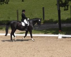 dressage horse Serpico 21 (Hanoverian, 2000, from Sherlock Holmes)