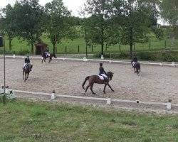 dressage horse Donja 221 (Hanoverian, 2006, from Don Bosco)