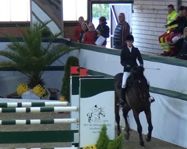 jumper Ikarus de Baussy (Oldenburg show jumper, 2004, from Isky de Baussy)