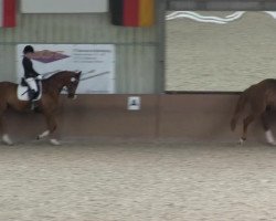 dressage horse Soulsister (Rhinelander, 2006, from Lord Loxley I)