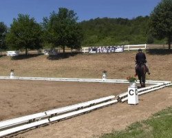 dressage horse Sonnenglanz 21 (Hanoverian, 2008, from Samarant)