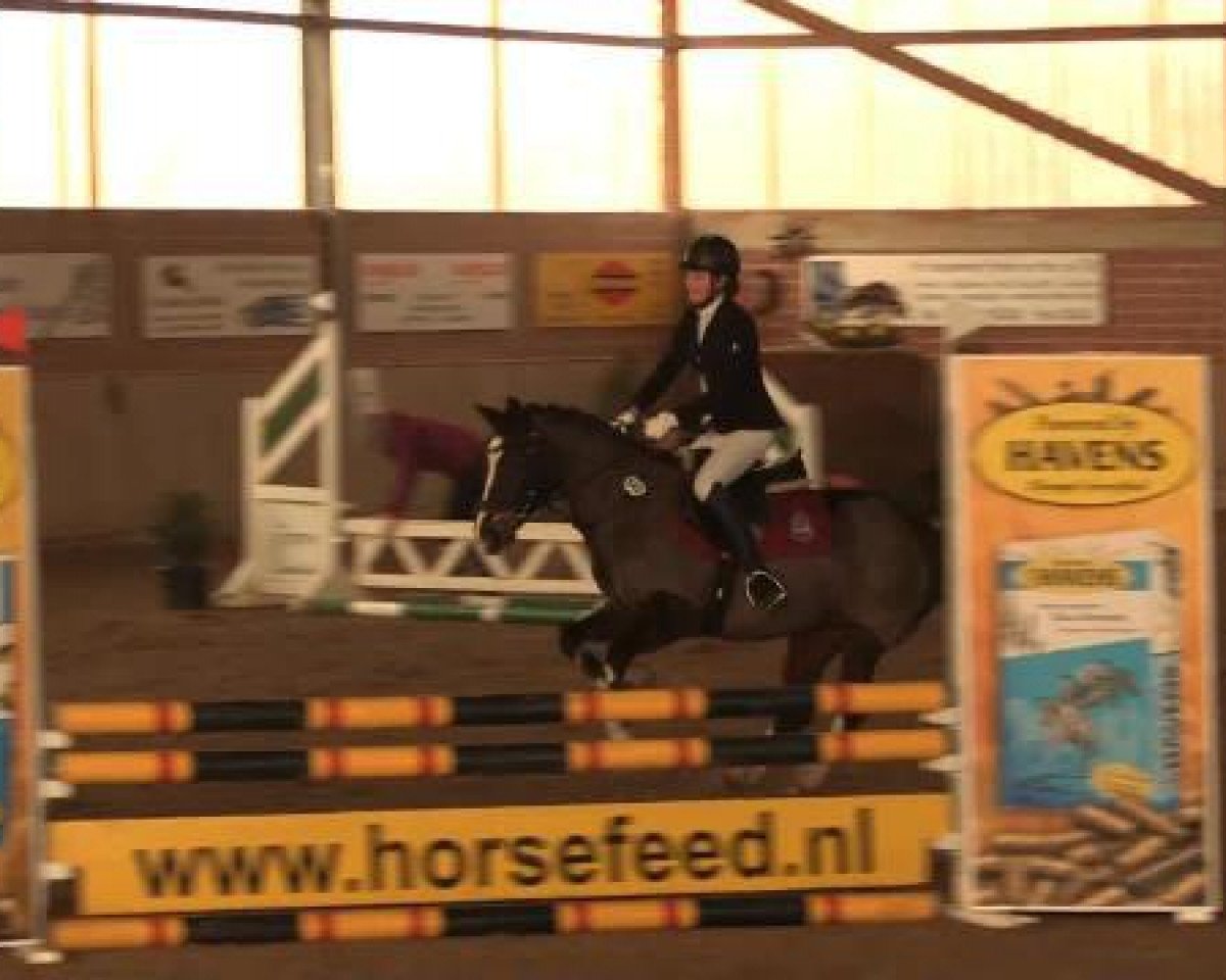 dressage horse Pat Parego (German Riding Pony, 2001, from Playboy)