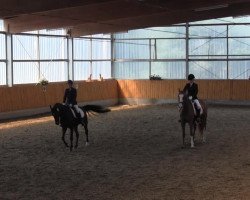 dressage horse Cooper B 2 (Westphalian, 2008, from Contello)