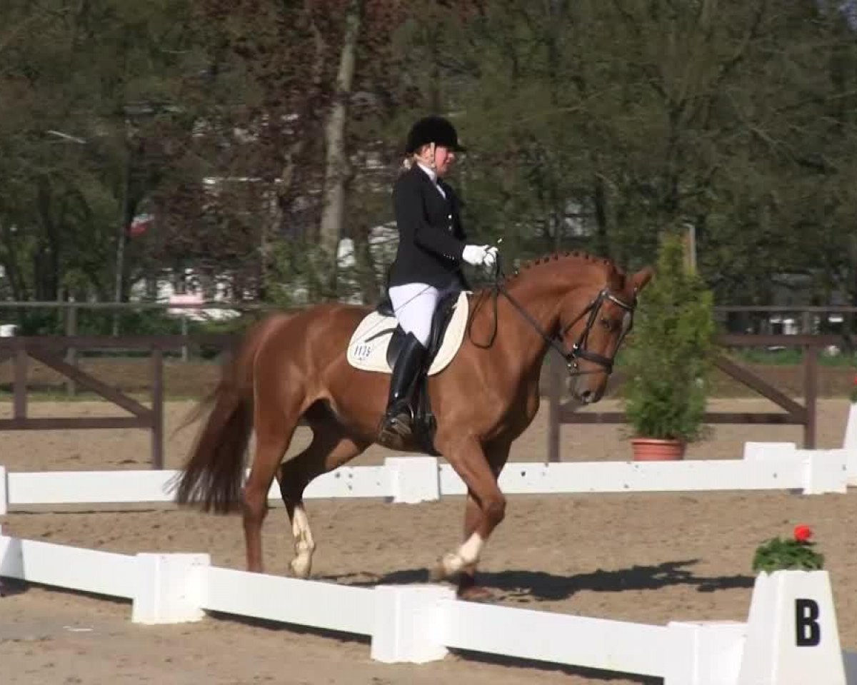 Dressurpferd Retina 191 (Westfale, 2009, von Rimini)
