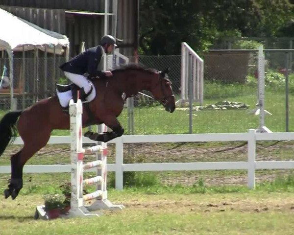 Springpferd Minka von Hary (Belgisches Warmblut,  )