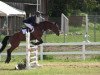 jumper Minka von Hary (Belgian Warmblood,  )