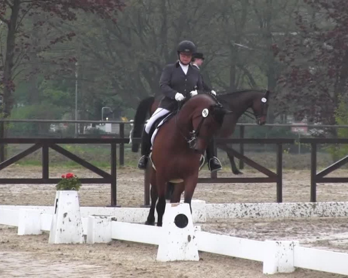 Dressurpferd Lord Primero L (Westfale, 2007, von Lord Sinclair I)
