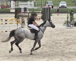 jumper Chiela 7 (German Sport Horse, 2007, from Canterbury)