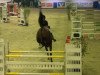 jumper Qui Magic (Hanoverian, 2008, from Quidam's Rubin)