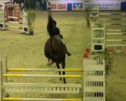 jumper Qui Magic (Hanoverian, 2008, from Quidam's Rubin)