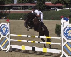 jumper Ipsy 3 (Belgian Warmblood, 2008, from Carat)