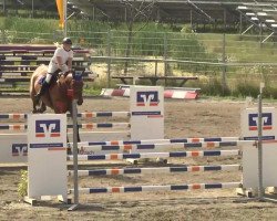 jumper Perigado (Hanoverian, 2007, from Perigueux)