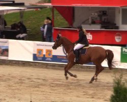 jumper Lacrobalena (Hanoverian, 2007, from Lordanos)