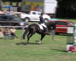 jumper Gisa 34 (Hanoverian, 2007, from Goodman)