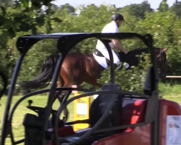 jumper Cheslov (Hanoverian, 2008, from Contendro I)