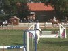 jumper Sunny 1040 (Pony without race description, 2005)