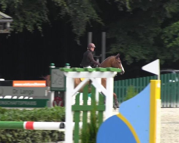 jumper Laskadeur (Oldenburg show jumper, 2007, from Landfuerst)