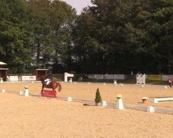 stallion Qui d'or (German Sport Horse, 2009, from Quaterback)