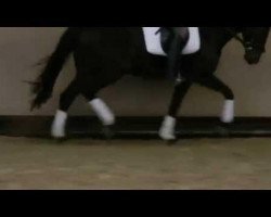 dressage horse Luis B (Oldenburg, 2008, from Light and Easy)