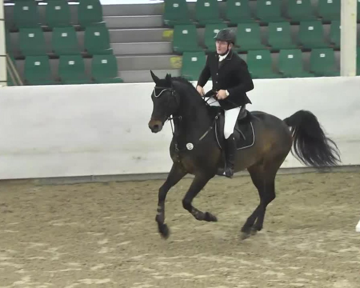 jumper Consider 5 (Oldenburg show jumper, 2008, from Converter I)