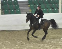 jumper Consider 5 (Oldenburg show jumper, 2008, from Converter I)