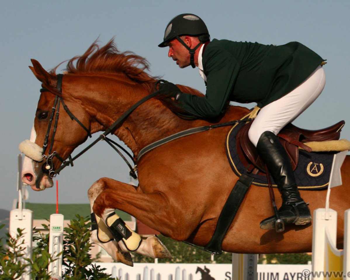 Dressurpferd Gamain (Selle Français, 1994)