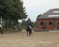 dressage horse Sans Souci D (Hanoverian, 2008, from Scolari)