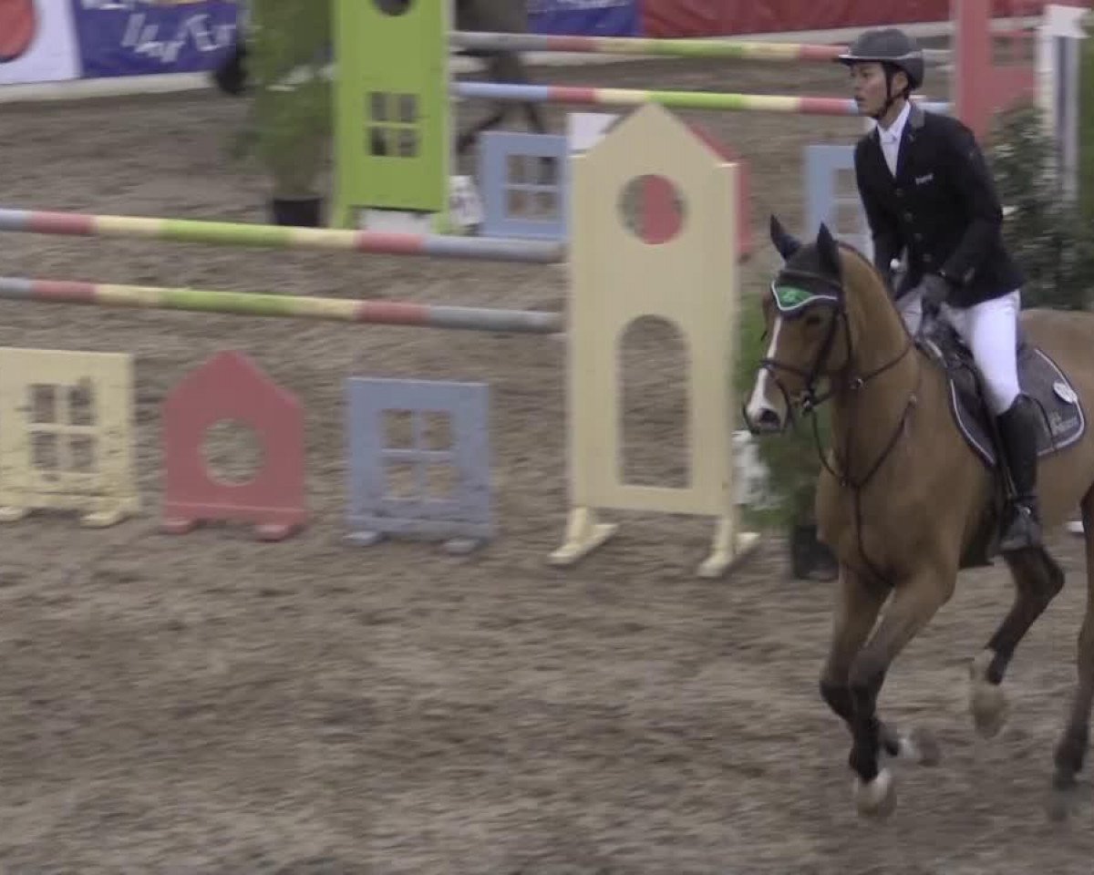 jumper Quidamus 3 (Westphalian, 2008, from Quidam de Revel)