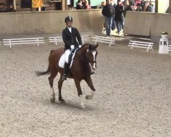 dressage horse Bailador 32 (Trakehner, 2007, from Cadeau)