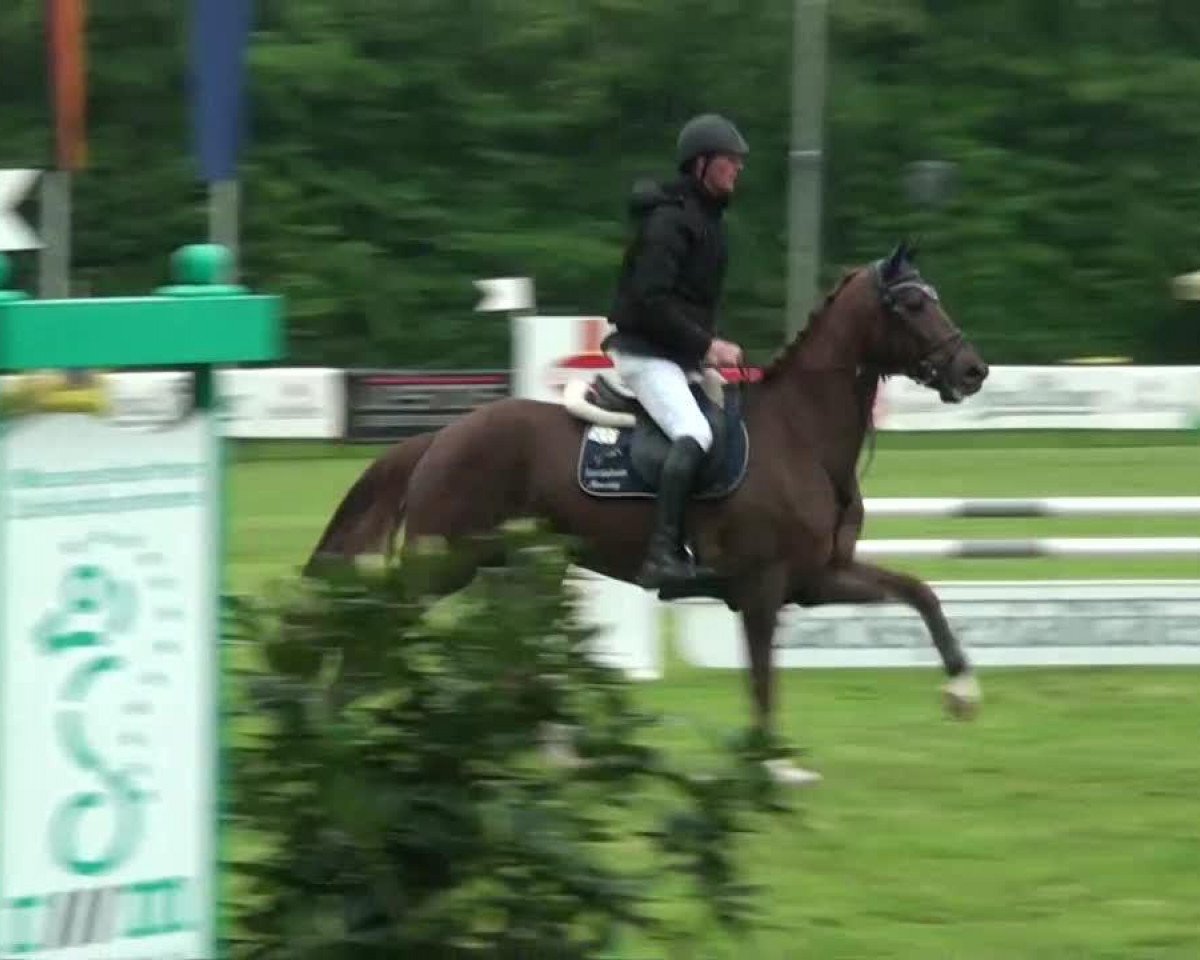 jumper For Delight 2 (Hanoverian, 2008, from For Edition)