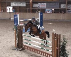 jumper Cavallino 27 (Oldenburg show jumper, 2007, from Chintan)