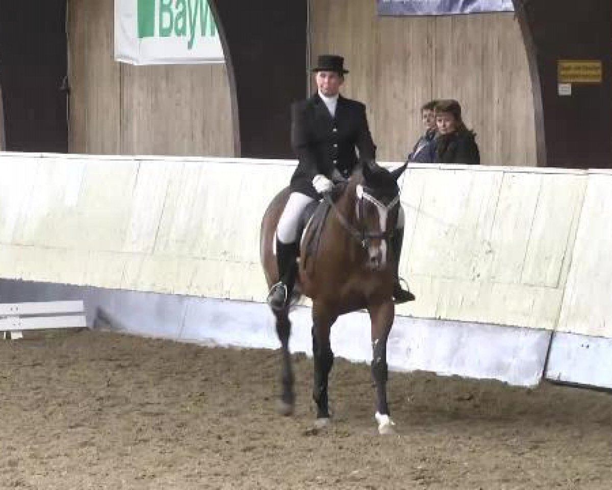 dressage horse Get Fuzzy (Swedish Warmblood, 2003, from Robin Z)