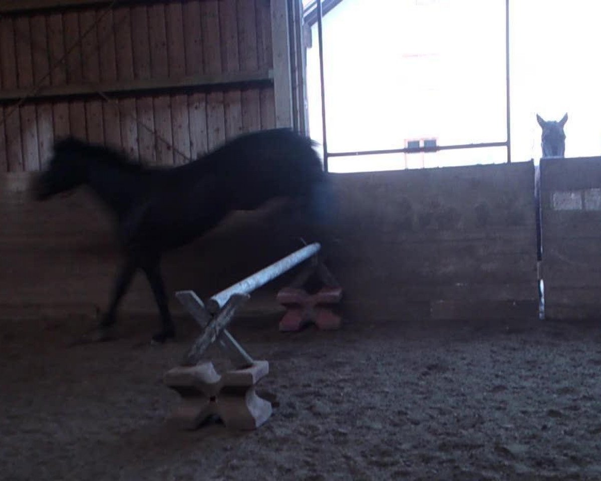 dressage horse Gentle 25 (Württemberger, 2007, from Grafenstolz)