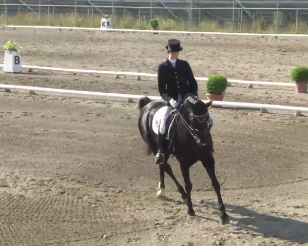 dressage horse Dolly 435 (Oldenburg, 2003, from Diamond Hit)