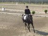 dressage horse Dolly 435 (Oldenburg, 2003, from Diamond Hit)