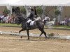 dressage horse Looks like riccioli (Hanoverian, 2008, from Lauries Crusador xx)