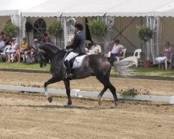 dressage horse Looks like riccioli (Hanoverian, 2008, from Lauries Crusador xx)