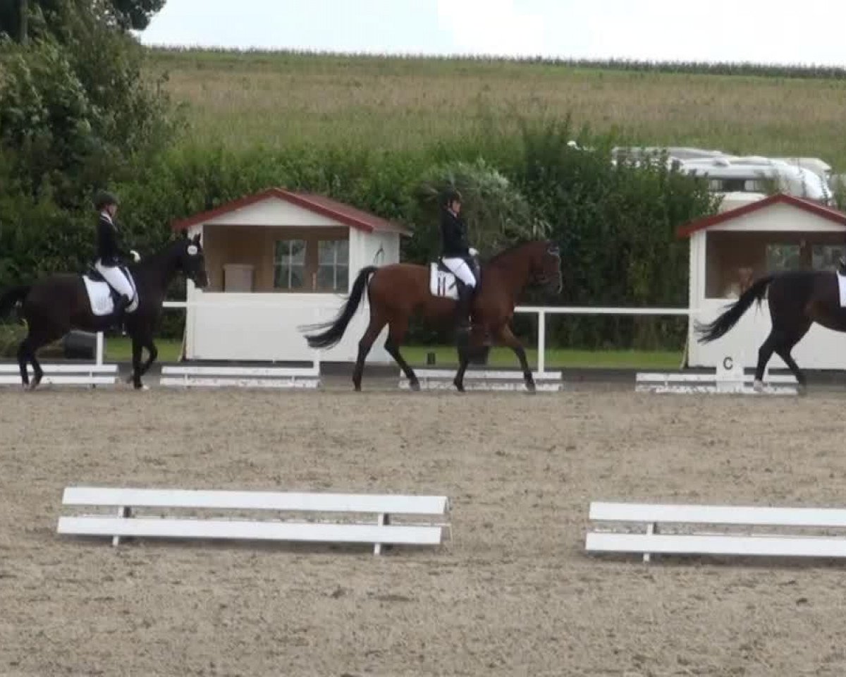 Dressurpferd Copyright (Westfale, 2006, von Co-Pilot)