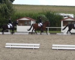 dressage horse Copyright (Westphalian, 2006, from Co-Pilot)